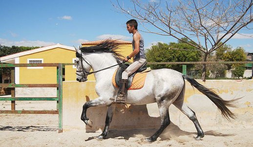 GANADOS CHANDO FARM