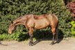 Top ausgebildete Quarter Horse Stute