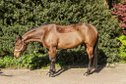 Top trained Quarter Horse mare