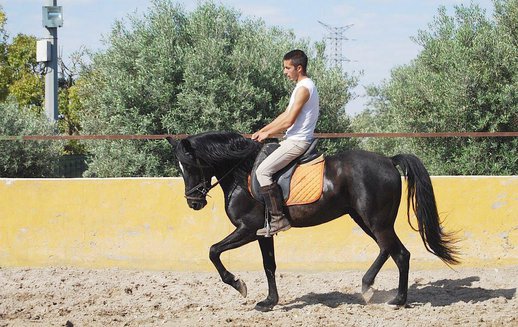 GANADOS CHANDO FARM