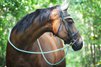 Sell my mare at a 5* home 