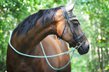 Sell my mare at a 5* home 