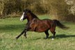 Black-brown, loving Quarter Horse mare