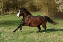Schwarzbraune, liebevolle Quarter Horse Stute