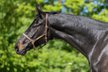 Dark Lady Diamond - Rheinländer, Stute, 13 Jahre, Schwarzbraun