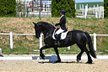 Friesenstute mit Dressurpotenzial in fördernde Hände abzugeben