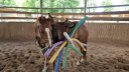 Ausdrucksstarke Quarter Horse Stute mit Turnierpotenzial
