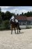 Warmblut Wallach sucht starken Partner 