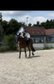 Warmblut Wallach sucht starken Partner 