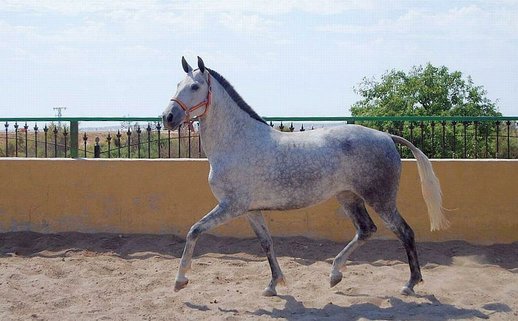 GANADOS CHANDO FARM