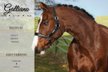 Fantastically beautiful gelding WITH VIDEO