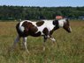 APHA American Paint Horse Wallach, Bay Tobiano, 3 Jahre
