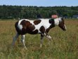 APHA American Paint Horse Wallach, Bay Tobiano, 3 Jahre