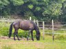 Bildhübscher, sensibler Quarter Horse Wallach mit AQHA-Papieren