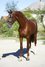 Beautiful Dressage Horse, Jumping Horse , Allround horse De Niro