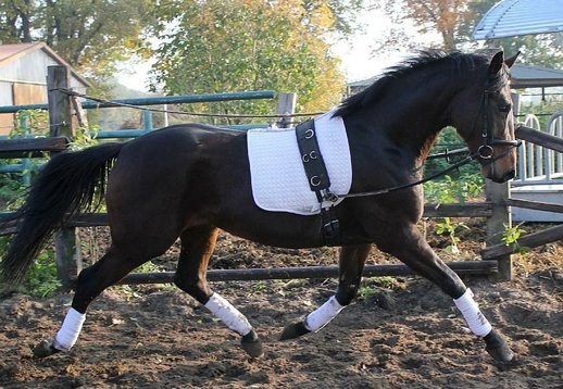 Dream Dressage hat auch sehr schöne schwungvolle Gänge