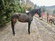 PRE BLACK MARE FOR BREEDING. PREGNANT. 170 CM HEIGHT