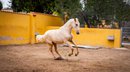 PRE Palomino mare for sport or breeding / full papers