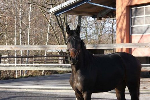 Young mare with a lot of movements from Jazzman/Stedinger