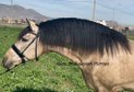 Wonderful stallion barock PRE / High school training