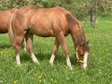 Topsail Whiz Enkel mit coolem Charakter