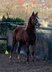 Quarter Horse mare with top pedigree