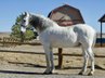 tunning 10-year-old Andalusian gelding 