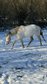 Wonderful Paint Horse gelding in great color