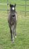 Superliebes, top gezogenes Quarter Horse Stutfohlen in Blue Roan