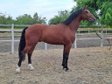 Exceptional 4-Year-Old Gelding