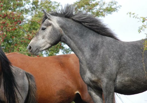 Reitponystute der Extraklasse