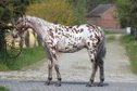 Top quality gelding in amazing  leopard color 