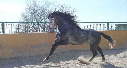 GANADOS CHANDO FARM