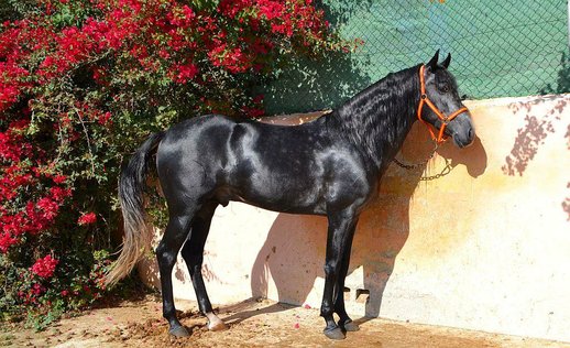 Andalusier (P.R.E)