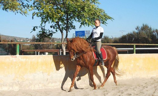 GANADOS CHANDO FARM
