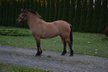 5,5y. Great Falbe mare for leisure, off-road & therapy