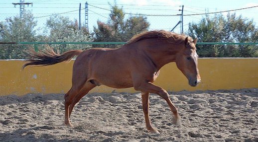 Stallion Purebred Spanish (P.R.E)  Andalusian  