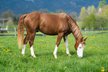 EYE CATCHING QUARTER HORSE 