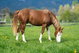 AUFFÄLLIGES QUARTER HORSE 