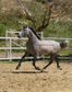 TOP QUALITY SPANISH HORSE / PIRO FREE
