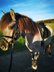 Great Konik dark Grulla mare
