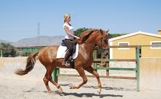 GANADOS CHANDO FARM