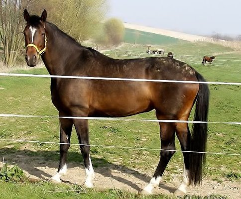 Amateurpferd zum Selberformen