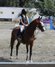 Jumping Horse for Sale