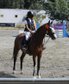 Jumping Horse for Sale