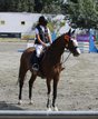 Jumping Horse for Sale