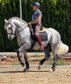 Handsome spanish horse