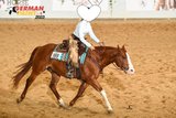 Child-loving, super comfortable Paint Horse gelding to give away