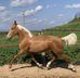 Amazing and beautiful lusitano palomino