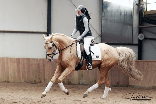 Sehr edle Palominocolored Stute für Dressur/Zucht